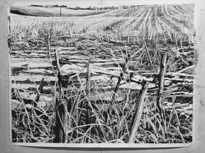 Cut Maize Field