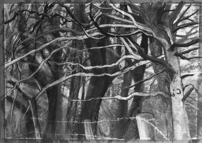 Beeches at Maristow by Kevin Tole, Drawing, Charcoal on Paper