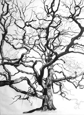 Lucombe Oak (Quercus x hispanica 'Lucombeana), Widey Woods, by Kevin Tole, Drawing, Various handmade and commercial charcoals