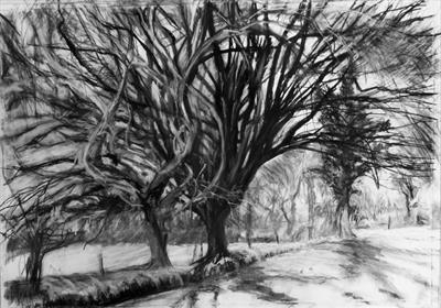 No. 24 by Kevin Tole, Drawing, Home made Beech Charcoal, compressed charcoal and white Conte