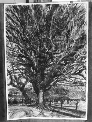 No. 32 by Kevin Tole, Drawing, Beech Charcol, compressed charcoal, white and black conte